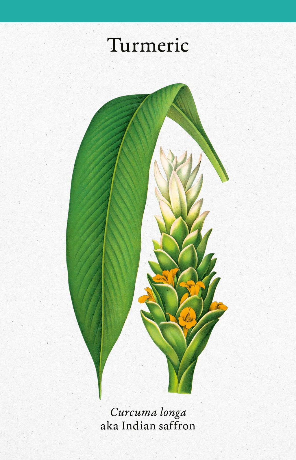 A Cabinet Full of Medicinal Plants