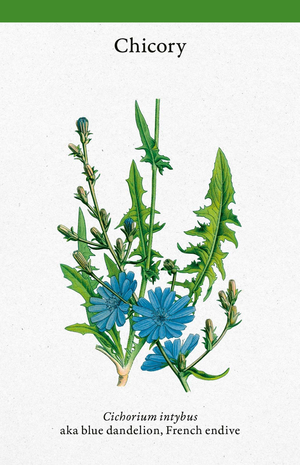 A Cabinet Full of Medicinal Plants