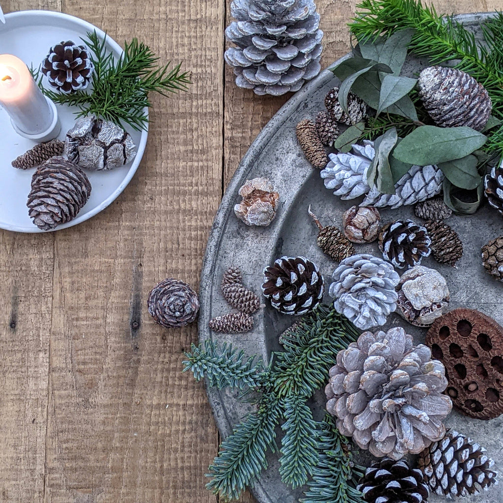 Natural Mixed White Pine Cones - WHITE CHRISTMAS
